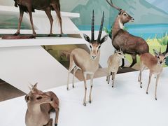 -陕西自然博物馆