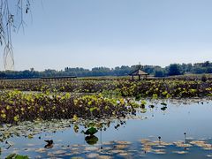 -白洋淀风景区