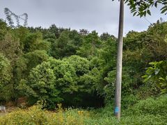 -铁山坪森林公园