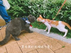-景田北六街公园宠物主题园