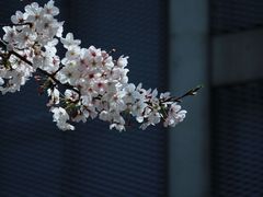 -龙美术馆(西岸馆)