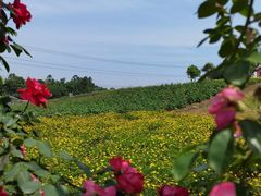 -紫颐香薰山谷景区