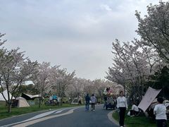 -贡湖湾湿地公园