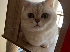 -安安宠医宠物医院·异宠·犬猫内科(岳阳分院)