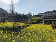 -桑洲油菜花景区