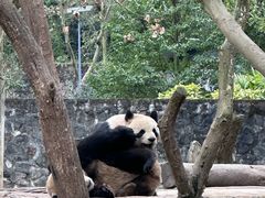 -都江堰中华大熊猫苑