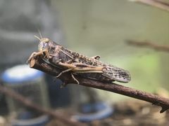 -上海昆虫博物馆