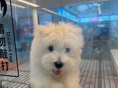 -翊宠yipet猫狗购宠庄园犬舍•猫舍