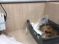 -北京观赏动物医院·24小时大型综合·猫专科·异宠专科