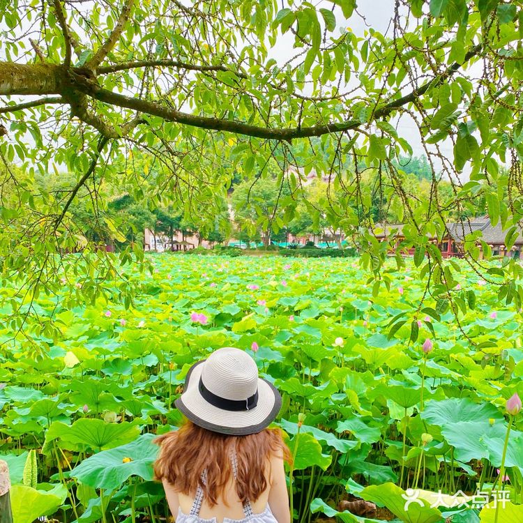 乐山拍照圣地｜荷花味的夏天☀️