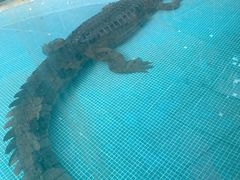 -广州长隆飞鸟乐园