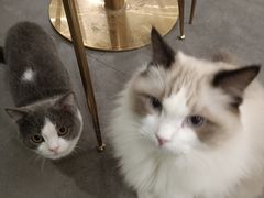 -飞行喵MR PILOT|猫舍·猫咖(静安大融城店)
