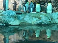 -新加坡飞禽公园