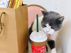 -有猫主题·治愈系猫咖(曾厝垵店)
