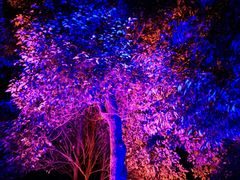 -成都蒲江花样年福朋喜来登度假酒店·宜客乐西餐厅