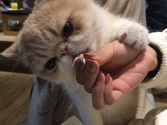 -滚猫咖啡·猫咖·猫友好撸猫(未来城店)