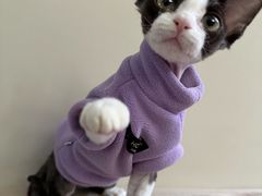 -pd派德宠物中心医院24H急重症·眼科中心·血液透析中心(嵩山北路店)