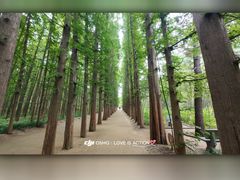 -日照海滨国家森林公园
