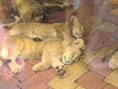 -大连森林动物园