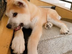 -喜柴咖啡·柴犬狗咖