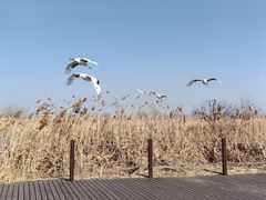 -盐城丹顶鹤湿地生态旅游区