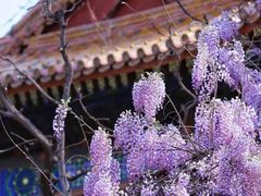 -北京国子监胡同