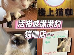 -楼上猫咖(罗湖店)