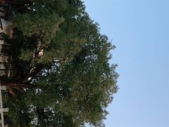 -古琴台