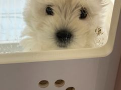 -翊宠yipet猫狗购宠庄园犬舍•猫舍