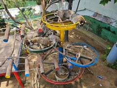 -西霞口神雕山野生动物世界