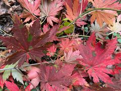 -本溪老边沟风景区