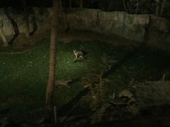 -清迈夜间动物园