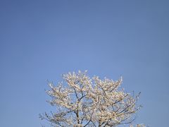 -上海辰山植物园