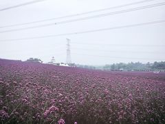 -紫颐香薰山谷景区