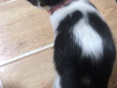 -爱达乐面包生日蛋糕(郫县时代天街店)