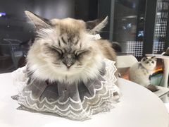 -怪兽屋·羊驼·猫咖·狗咖(俊华广场店)