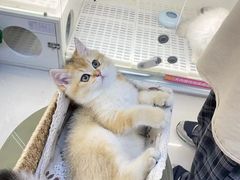 -lincat·猫舍(广州店)
