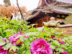 -龙华寺