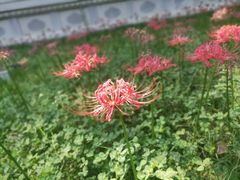 -西安大兴善寺
