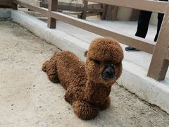 -北戴河集发农业梦想王国