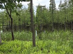 -泗洪洪泽湖湿地景区
