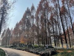-绍兴镜湖国家城市湿地公园