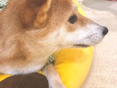 -逗柴咖啡屋·狗咖猫咖宠物桌游