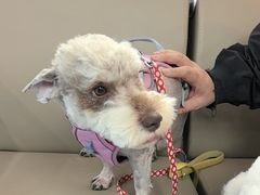 -万博宠物医院·手术·诊疗(未央凤城五路店)