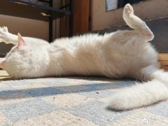 -艾吉宠物医院·疑难杂症转诊中心·猫友好(碧江路院)