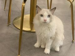 -飞行喵MR PILOT|猫舍·猫咖(静安大融城店)