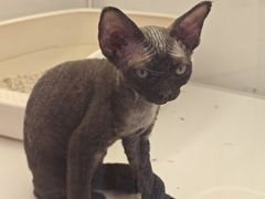 -翊宠yipet猫狗购宠庄园犬舍•猫舍