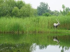 -溱湖国家湿地公园