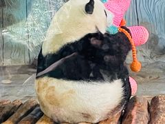 -海南热带野生动植物园