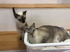 -李小姐の猫咖啡馆(五角场店)